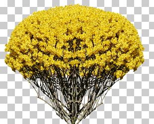 mustard flower png