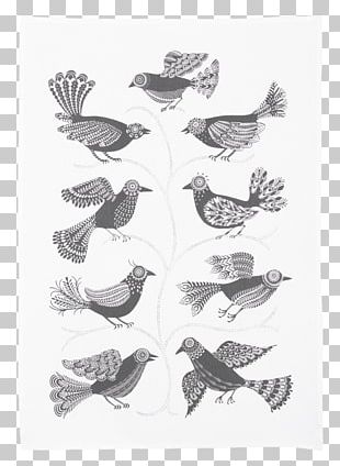 Beak Bird Budgerigar Feather Little Blue Budgie PNG