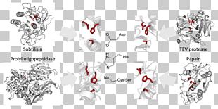 Catalytic Triad Convergent Evolution Threonine Protease PNG