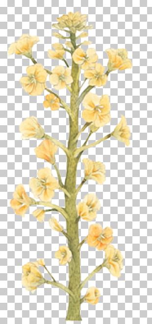 Canola flower出品 Canola flowers on a branch on a white background. Botanical