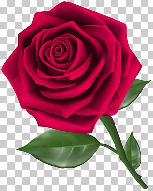 Rose PNG