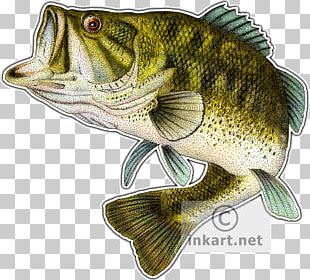 Largemouth Bass PNG Images, Largemouth Bass Clipart Free Download