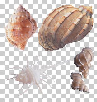 Computer Software Software Development PNG