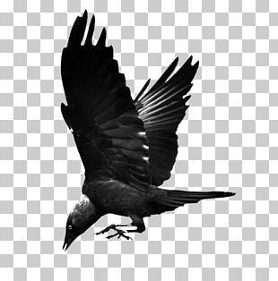 Common Raven Abziehtattoo Crow Gray Wolf PNG, Clipart, Abziehtattoo ...