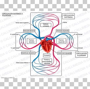 Systemic Circulation PNG Images, Systemic Circulation Clipart Free Download