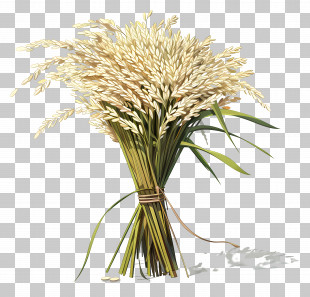 Wheat Sheaf - Wheat Sheaf Bundle Tied With Rope PNG