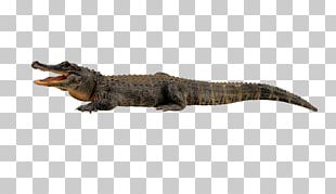Nile Crocodile Alligator PNG