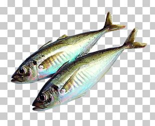Fish Sardine Seafood PNG, Clipart, Animals, Animal Source Foods, Betta ...