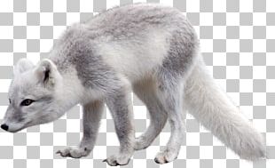 Red Fox Wolf Coyote Arctic Fox Gray Fox PNG, Clipart, Arc, Black And ...