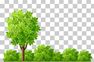 Shrub - Tree And Shrub Garden Illustration PNG
