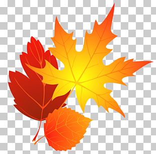 Tree Autumn Leaf Color PNG, Clipart, Autumn, Autumn Leaf Color, Branch ...