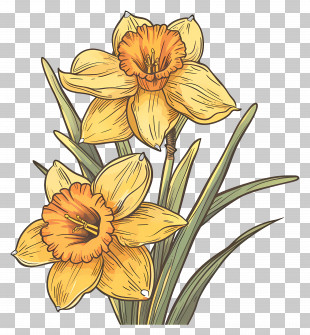 Daffodil Flowers - Daffodil Flower Botanical Illustration PNG
