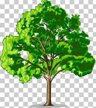 Sycamore Tree png download - 1920*1067 - Free Transparent Sycamore