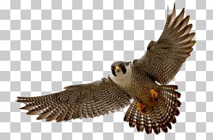 Falcon PNG