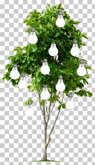 plumeria tree png clipart