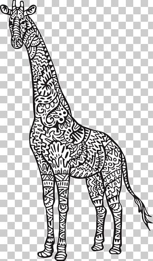 Giraffe And Baby Drawing