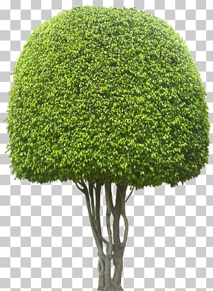 Bonsai Tree Planting Banyan Ficus Microcarpa PNG, Clipart, Banyan ...