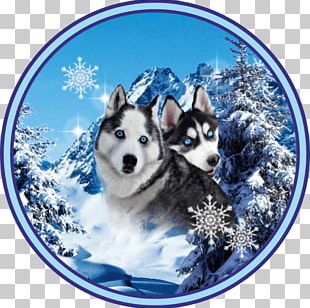 Miniature Siberian Husky Png Images Miniature Siberian Husky Clipart Free Download