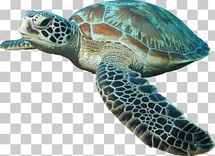 Hawksbill Sea Turtle Green Sea Turtle PNG, Clipart, Animal, Animals ...