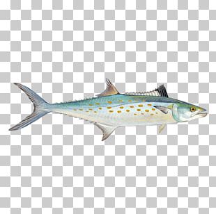 Nile Tilapia Fish Seafood Watch Sardine PNG, Clipart, Barramundi, Bass ...