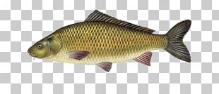 Tilapia Catla Catla Carp Freshwater Fish PNG, Clipart, Animal Source ...