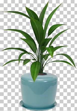 Houseplant Flowerpot Viper's Bowstring Hemp Plants Palm Trees PNG