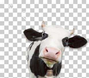 Holstein Friesian Cattle Brown Swiss Cattle Jersey Cattle PNG, Clipart ...