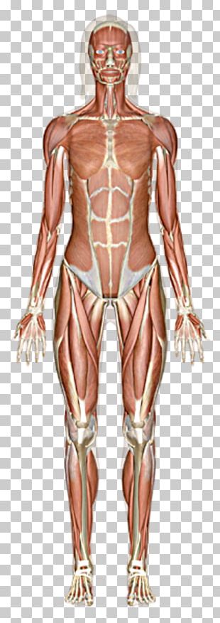 The Muscular System Anatomical Chart Human Body Muscle PNG, Clipart ...