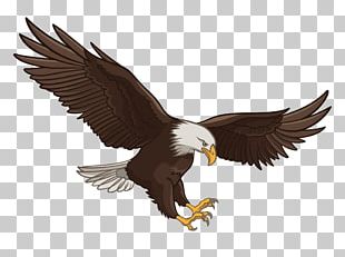 Bald Eagle Graphics PNG, Clipart, Area, Artwork, Bald Eagle, Beak, Bird ...