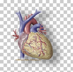 Heart Coronary Circulation Medical Illustration Cardiac Muscle Atrium PNG