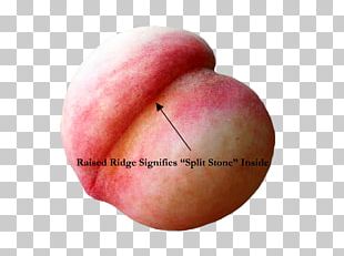 Peach Fruit Ripening Split Stones Produce PNG