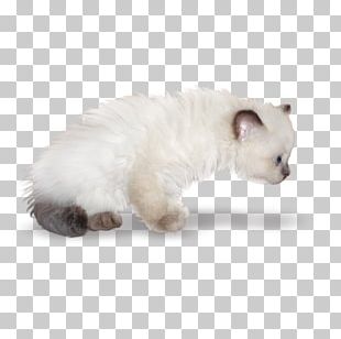 Whiskers Maine Coon Kitten Domestic Short Haired Cat Fur Png