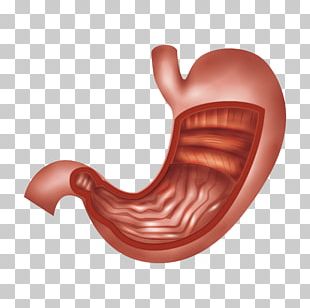 stomach vector