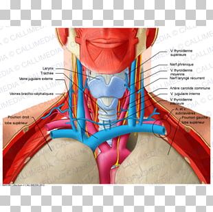 Head And Neck Anatomy PNG Images, Head And Neck Anatomy Clipart Free ...