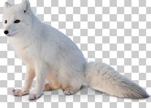 Arctic Fox Arctic Wolf Alaskan Tundra Wolf Dog PNG, Clipart, Animals ...