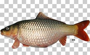 Koi Carp Png Images Koi Carp Clipart Free Download