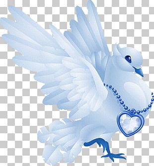 Columbidae Domestic Pigeon Release Dove PNG