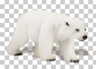 Polar Bear Drawing PNG, Clipart, Animals, Carnivoran, Christmas ...