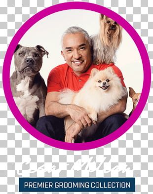 Cesar Millan Dog Breed Puppy Cesar's Way PNG