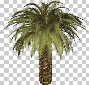 Asian Palmyra Palm Date Palm Phoenix Canariensis Arecaceae Tree PNG ...