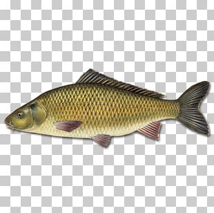 Mirror Carp Carp Fishing Illustration PNG, Clipart, Animals, Animal ...