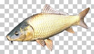 Fish Common Carp Grass Carp PNG, Clipart, Anchovy, Animal, Animals ...