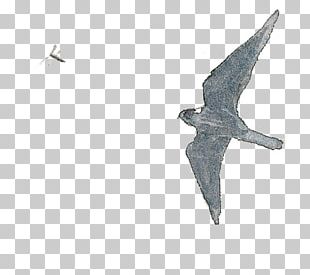 Eurasian Hobby Bird Aile Drawing PNG