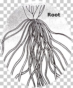 Fibrous Root System Drawing Plant PNG