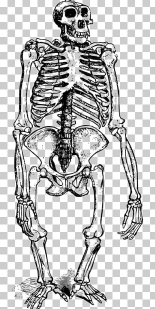 Gorilla Orangutan Ape Skeleton PNG
