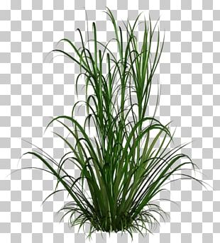 Purple Fountain Grass Lawn Grasses PNG, Clipart, Chrysopogon ...