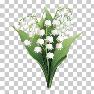 Lily Of The Valley - Delicate Lily Of The Valley Floral Illustration PNG