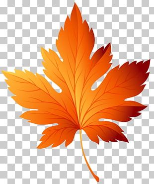 Autumn Leaf Color PNG, Clipart, Autumn, Autumn Leaf Color, Branch ...