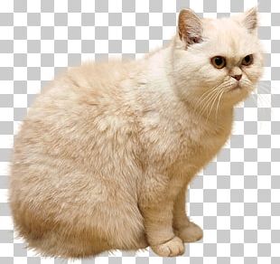 Persian Cat Kitten Breed Meme Hotel PNG, Clipart, Animals, Breed ...