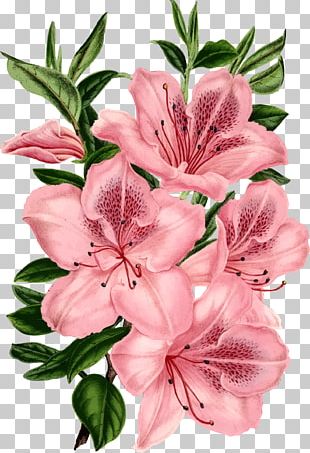 Drawing Pink Flowers PNG
